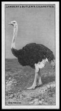 29LBFR 16 Ostrich.jpg